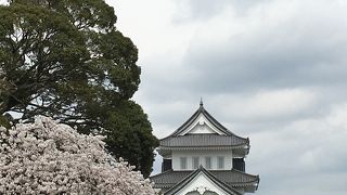 桜が綺麗です