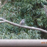 客室の窓の向こうに鳥が遊びに来てくれました