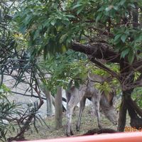 朝食後に鹿が登場！