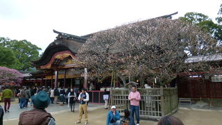 右には「飛梅」左には「皇后の梅」が咲いています！