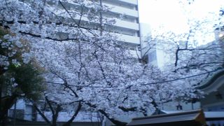 桜が満開でした