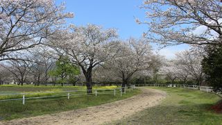 宮崎の桜の名所の１つ