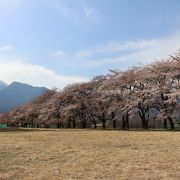 背後の甲斐駒ケ岳と桜並木が美しい