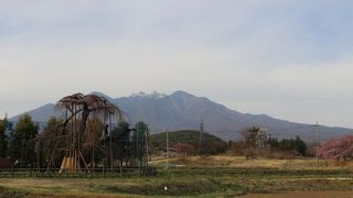 見頃は、まだまだ先でした（2016/4/6）