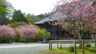 【妙本寺】海棠は桜に近い満足感