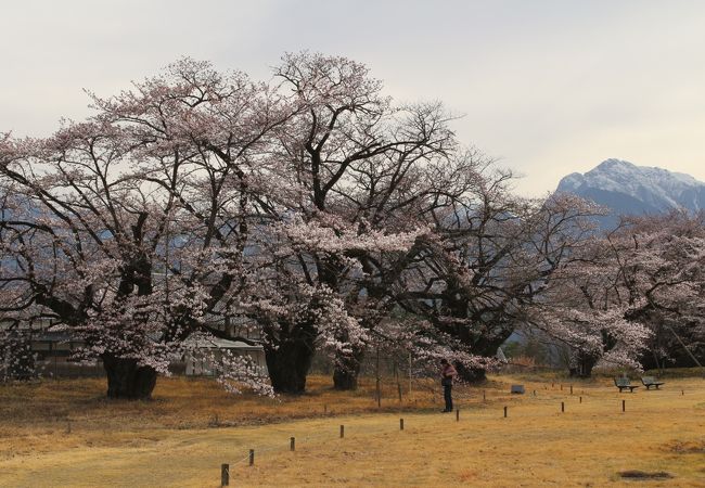 桜を一望するポイントは、隣の都市農村交流センター屋上から