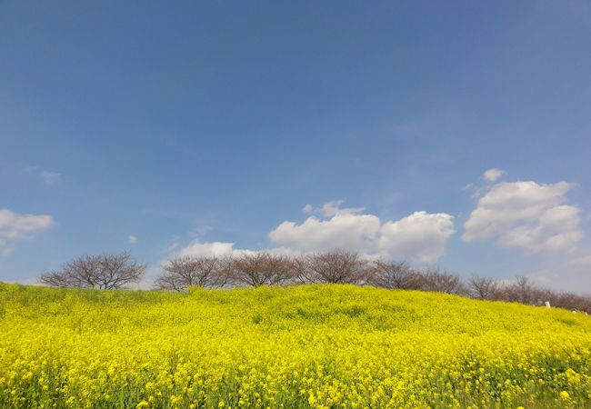 菜の花が綺麗です