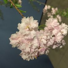 まだお花が咲いていました。