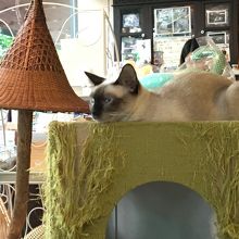 雑貨と猫が好きな人にはおすすめ