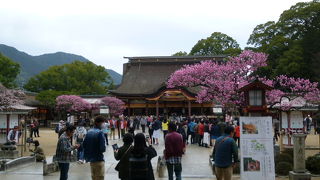 満開の梅が咲いています！