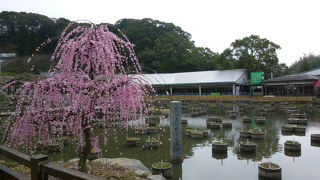 花菖蒲・はなしょうぶに囲まれて建っています！