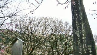 梅の花は絶えず咲き続けて欲しいです！