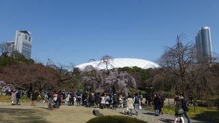 東京ドームが見える庭園