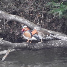 木の枝で休息するオシドリ♂♀