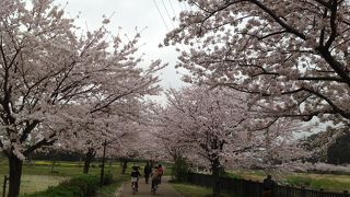 桜がきれいです。