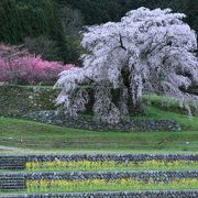 見事な一本桜　絶景の撮影スポット
