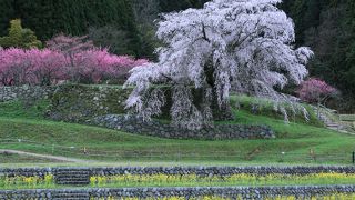 見事な一本桜　絶景の撮影スポット