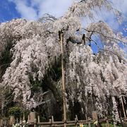 見事な枝垂桜