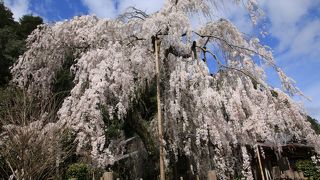 見事な枝垂桜