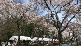 2016 御殿場桜まつり