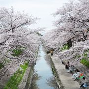 三列の桜並木が見事だが、人が少なくてよい