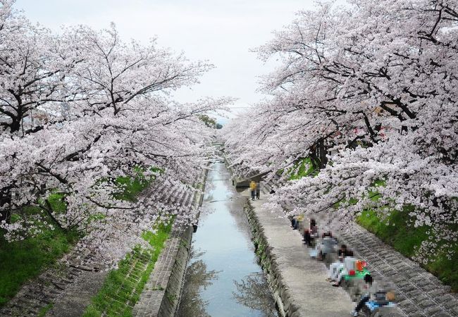 三列の桜並木が見事だが、人が少なくてよい