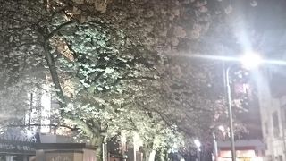 桜のシーズンは最高の散歩コース