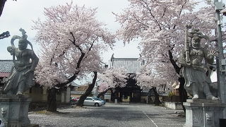 桜の花が何とも言えず情緒があります