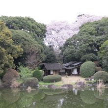 日本庭園らしい景色ですね