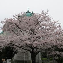 表慶館横の桜です