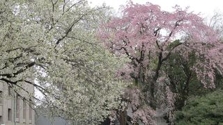 大満足でした　日本庭園、桜満開、特別展、更に・・・