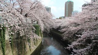 桜並木は丁度満開でした