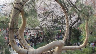 初めて見たときは驚きました