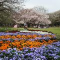 公園内だけでなく周辺の桜も綺麗です