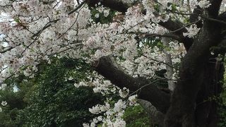 桜が終わっても春爛漫