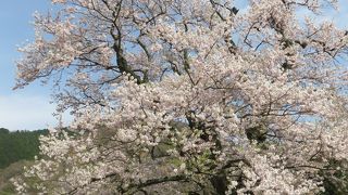 樹齢300年の”しょうずのさくら”