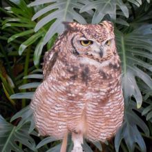 目の前で見れます。かわいい！！