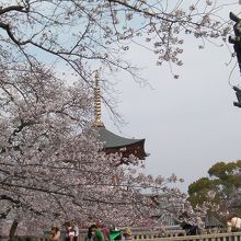 久米田寺と久米田池の桜を鑑賞