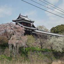 城跡のやぐらと満開の桜ポイント