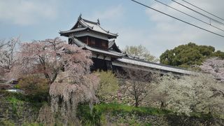 桜はお城！！