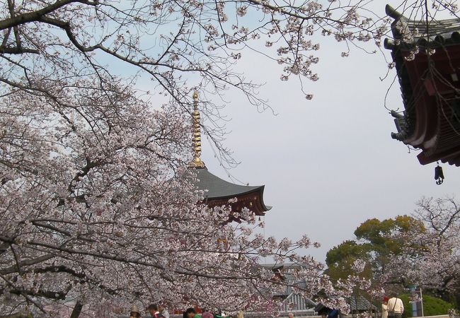 だんだん知られてきたけれど、まだメジャーには・・・