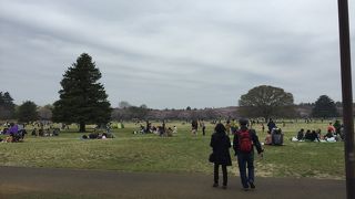 公園に入らなくても花見ができる所あります