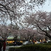 4月3日　桜　絶好調