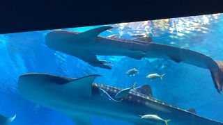 ジンベエザメで有名な水族館