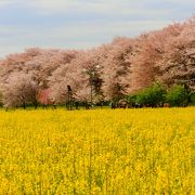桜の堤と広大な菜の花畑