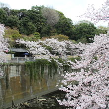 駒塚橋から見た神田川沿いの桜並木