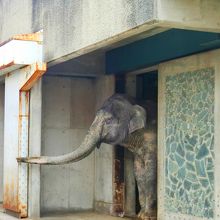 はなこ　日本で飼育期間が最も長いぞう