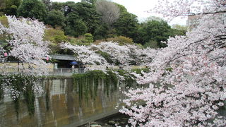 神田川沿いの花見