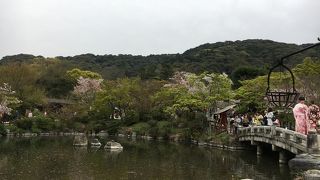 4/9 桜はまだ見れます