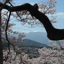 晴天の恩恵、中央アルプスと桜のコラボ